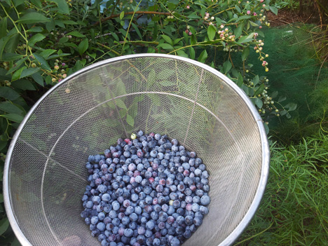 ブルーベリーの収穫