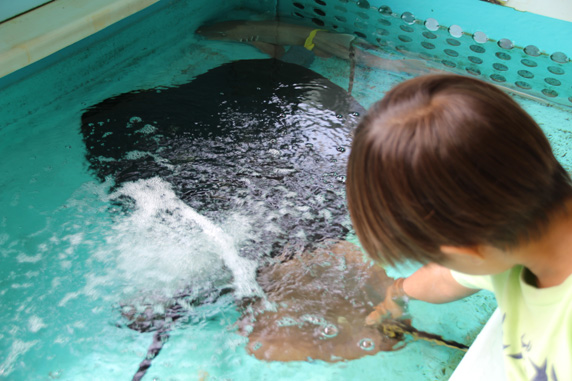 越前松島水族館: エイとサメのふれあいコーナー