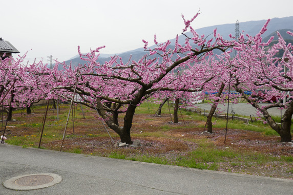 南アルプス桃源郷マラソン大会: 道中の桃の花