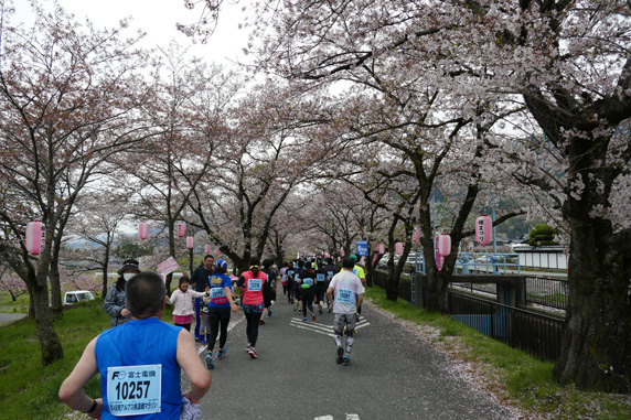 南アルプス桃源郷マラソン大会: 桜並木