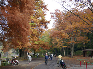 石神井公園の秋(紅葉)