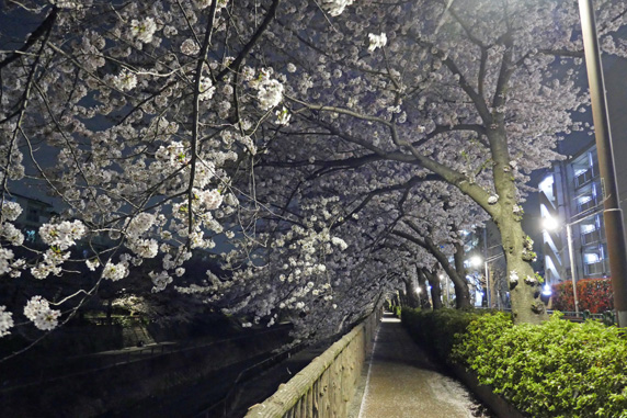 石神井川の南岸にある桜のトンネル