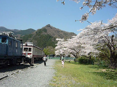 桜満開の秩父鉄道車両公園