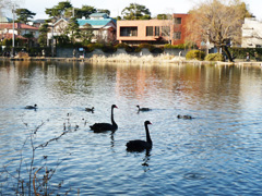 石神井公園のボート池に黒鳥（コクチョウ）
