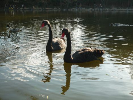 石神井公園のボート池の黒鳥の番い？