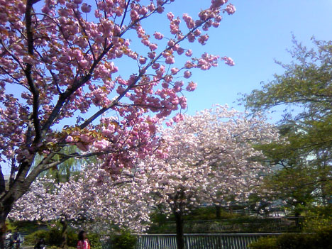 石神井川沿いの八重桜