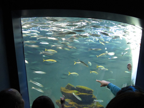 サンシャイン水族館: マイワシの群れ