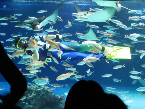 サンシャイン水族館: サンシャインラグーンで魚と一緒に泳ぐダイバー