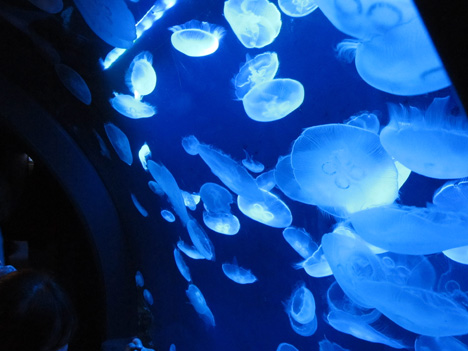 サンシャイン水族館: 幻想的なクラゲのトンネル
