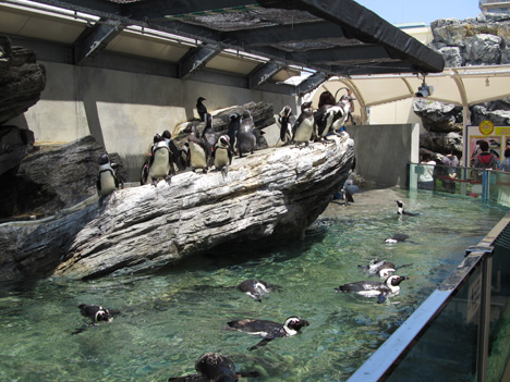 サンシャイン水族館: ケープペンギンの群れ