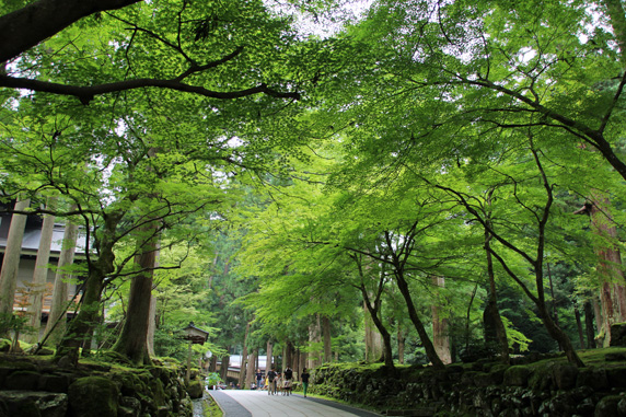 永福寺: 敷地内の緑