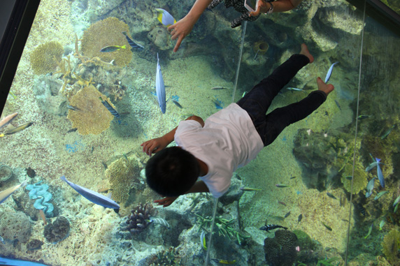 越前松島水族館: 海洋館の『さんごの海』水槽