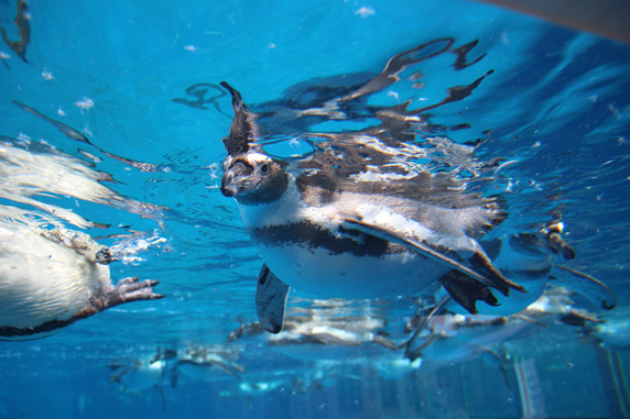 越前松島水族館: ぺんぎんらんどの水槽で泳ぐフンボルトペンギン