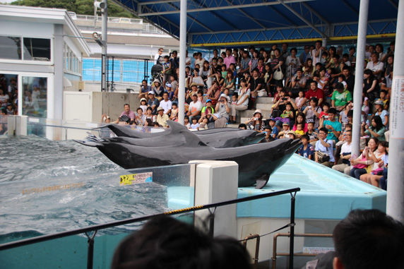 越前松島水族館: イルカショー(2)