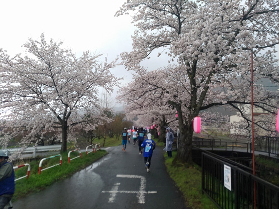 南アルプス桃源郷マラソン大会: 6km付近の桜