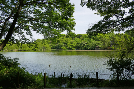 GW石神井公園: 三宝寺池