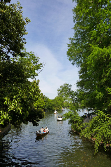 GW石神井公園: 橋から見るボート池