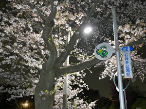 石神井公園＆石神井川の夜桜花見ラン