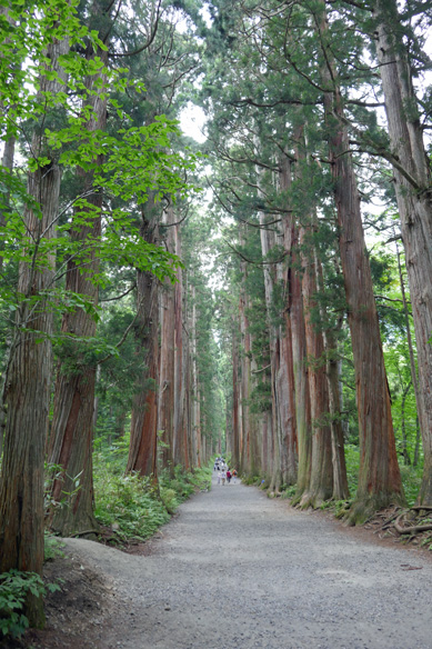 戸隠神社奥社の杉並木