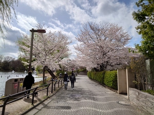 桜満開の石神井公園と石神井川